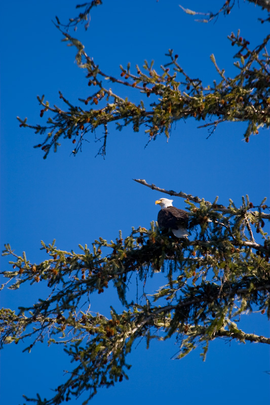 Bald Eagle In Tree